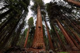 Los mejores planes en el Parque Nacional de las Secuoyas - Mi Viaje
