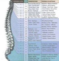 Louise Hay Spine Chart Diagram Of Lumbar Spine And