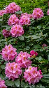 Rhododendron Azaleas Beautiful Flowers Pictures Flower Pictures Beautiful Flowers
