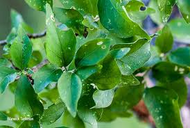 Image result for Erythrococca