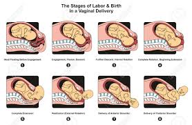 Stages Of Labor And Birth In A Vaginal Delivery Infographic Diagram