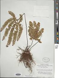 Image result for Adiantum patens