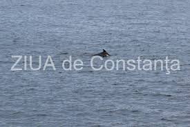 Prin strâmtoarea cherci se ajunge în marea azov, prin bosfor în marea marmara. Materiale Video Infographics Memes È™i Gifs Ziua Delfinilor SÄƒrbÄƒtoritÄƒ Online Anul Acesta Video