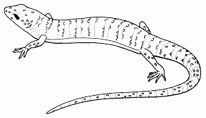 When in danger, geckos can break their tails to survive, and the broken tails will subsequently grow back. Lizard Coloring Page Free Coloring Pages For Kidsfree Coloring Coloring Library