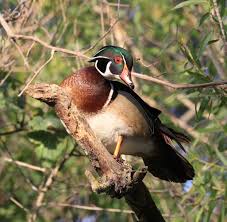That mounting wood duck houses on trees creates an unnecessary predation hazard for the birds. California Wood Duck Program California Waterfowl