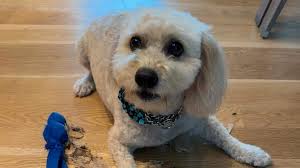 Charlotte Observer cutest dog contest: Who is the winner?