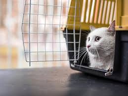 Check the transport companies and routes you can use to bring your pet cat, dog or ferret to england, scotland or wales. Pet Courier Uk Uship Animals