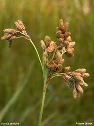 Image result for Scirpus pendulus