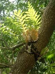 Image result for Drynaria volkensii