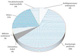 Image result for Grewia holtzii