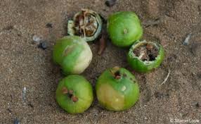 Image result for Rothmannia fischeri