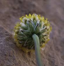 Image result for Brillantaisia pubescens