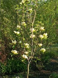 Image result for magnolie sunsation