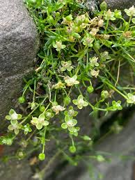 Image result for Sagina abyssinica