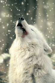 Serious Facts You Must Know About The White Snow Wolf Snow Wolf Wolf Howling Wild Wolf Download all photos and use them even for commercial projects. snow wolf