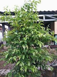 Dalam keadaan biasa, daun pokok salam atau serai kayu ini dikaitkan sebagai bahan ulaman. Anak Pokok Serai Kayu Ada Yg Mini Kebun Belakang Rumah Facebook
