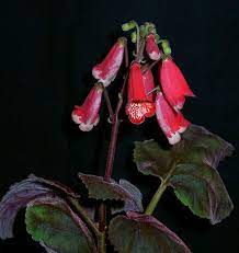 smithiantha sassy redhead gesneriad reference web redhead sassy beautiful