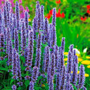 Agastache bolero attract hummingbirds and butterflies to the garden, with its pink spike like flowers. 4 99