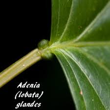 Image result for Adenia zambesiensis