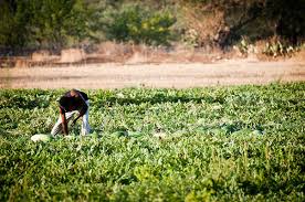 Sono un bracciante agricolo, ho 40 anni di contributi, la mia età anagrafica è di 54 anni. Chiarimento Inps Reddito Di Emergenza Compatibile Con Bonus Braccianti 2020 Flai Cgil