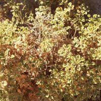 Image result for Cleome schimperi