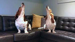 Oct 20, 2016 · 18.1k votes, 432 comments. Howling Basset Duet Youtube
