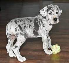 The record of world's tallest dog has been held by several great danes. Great Dane Puppies For Sale Blue Great Dane Puppies For Sale