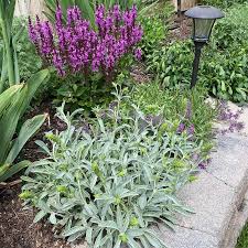 Image result for Sida serratifolia