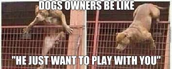 He will see this as his only course of action. Why You Hit My Dog He Was Going To Give You Your Arm Back By Fudge Packer Meme Center