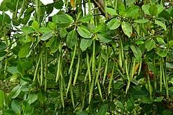 Image result for Rhizophora