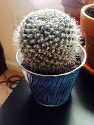 Are cactus thorns poisonous ? How To Deal With Rot Part 2 Saving Your Cacti Succulents The Garden Generalist