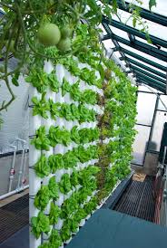 Fruit species like strawberries, raspberries. Building A Vertical Aquaponics System Howtoaquaponic