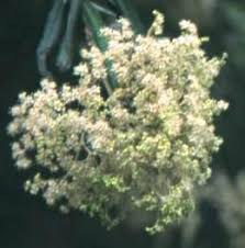 Image result for Buddleja saligna