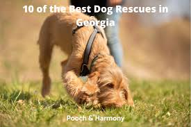 Looking for atlanta pet rescue & adoption adoptions or lost pet reports? 10 Of The Best Dog Rescues In Georgia Pooch Harmony