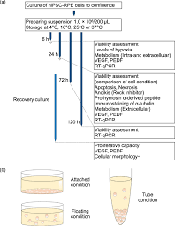 Growth factors hormones viruses the study of: Critical Functionality Effects From Storage Temperature On Human Induced Pluripotent Stem Cell Derived Retinal Pigment Epithelium Cell Suspensions Scientific Reports