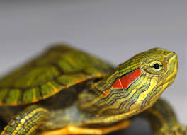 Red Eared Slider Turtle Trachemys Scripta Elegans Petmd