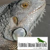 Iguana control is fully insured and all technicians are bonded and certified for the use of all equipment. Jessica Kilgore Iguana Specialist Florida Iguana Solutions Llc Linkedin