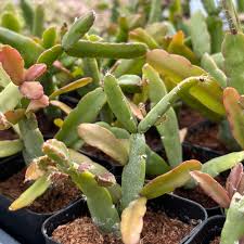 Image result for Rhaphiostylis