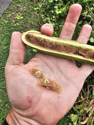 Image result for Gouania tiliifolia