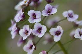 Sweet Alyssum Facts And Traditional Uses