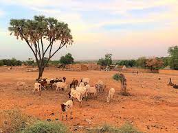 File Niger Timere 1 Cattle And Doum Palm Jpg Wikimedia Commons
