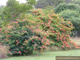 Image result for Bauhinia galpinii