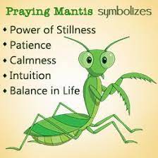 A praying mantis in a dream is also a warning sign, at times, to be more cautious and critical of your life choices. 15 Kudlanka Ideas Hmyz Dravci Ruzova