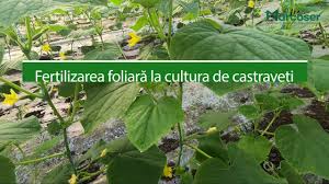 Cultivarea castravetilor in gradina dumneavoastra este simpla atata timp cat plantati in locatia potrivita si hraniti planta cu o cantitate considerabila de apa. Cultura De CastraveÈi In Solar De La SemÄnare La Recoltare Ferma Marcoser Matca Youtube