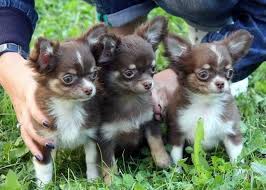 So Cute I Want All 3 Chihuahua Pelo Largo Razas De Perros Pequenos Perros Pequenos