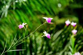 A cyad identified as (cycas revoluta) growing along the walkway at the turtle beach lodge. Wild Flowers Flowers Costa Rica Plant Nature Pink Flowering Plant Flower Beauty In Nature Vulnerability Pxfuel