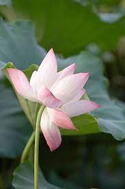 Nelumbo Nucifera Wikipedia Nelumbo Nucifera Beautiful Flowers Lotus Flower