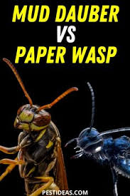 Only it is also important to note that diy pest control products can be very dangerous to you, your family, pets, and plants if not mixed or placed properly. Pest Ideas Diy Pest Control Tips Get Rid Of Pests Naturally Pestideas Profile Pinterest