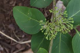 Image result for Psydrax mutimushii