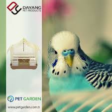 Dayang Panosundaki Pin